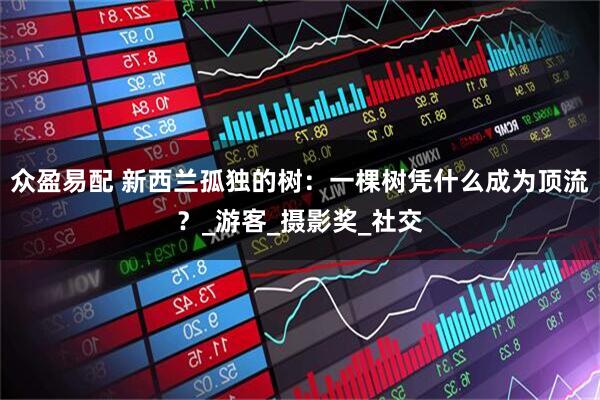 众盈易配 新西兰孤独的树：一棵树凭什么成为顶流？_游客_摄影奖_社交